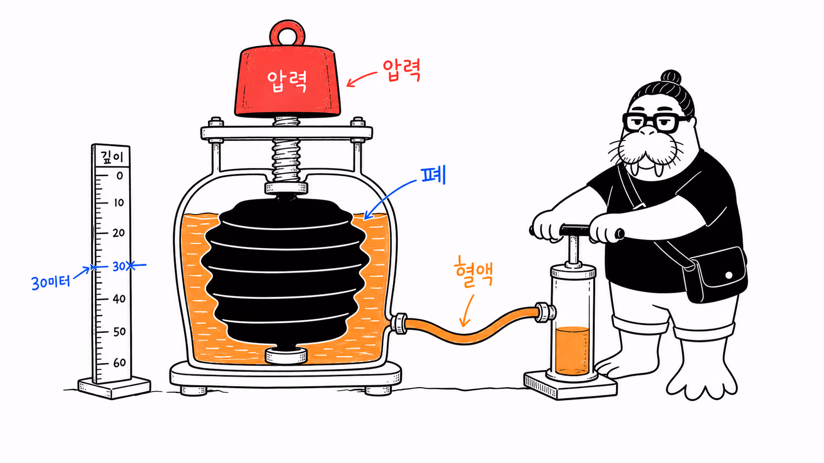 심해 압력이 폐를 누르자 dkdk가 혈액을 흉강으로 보내 공간을 채우는 모습.